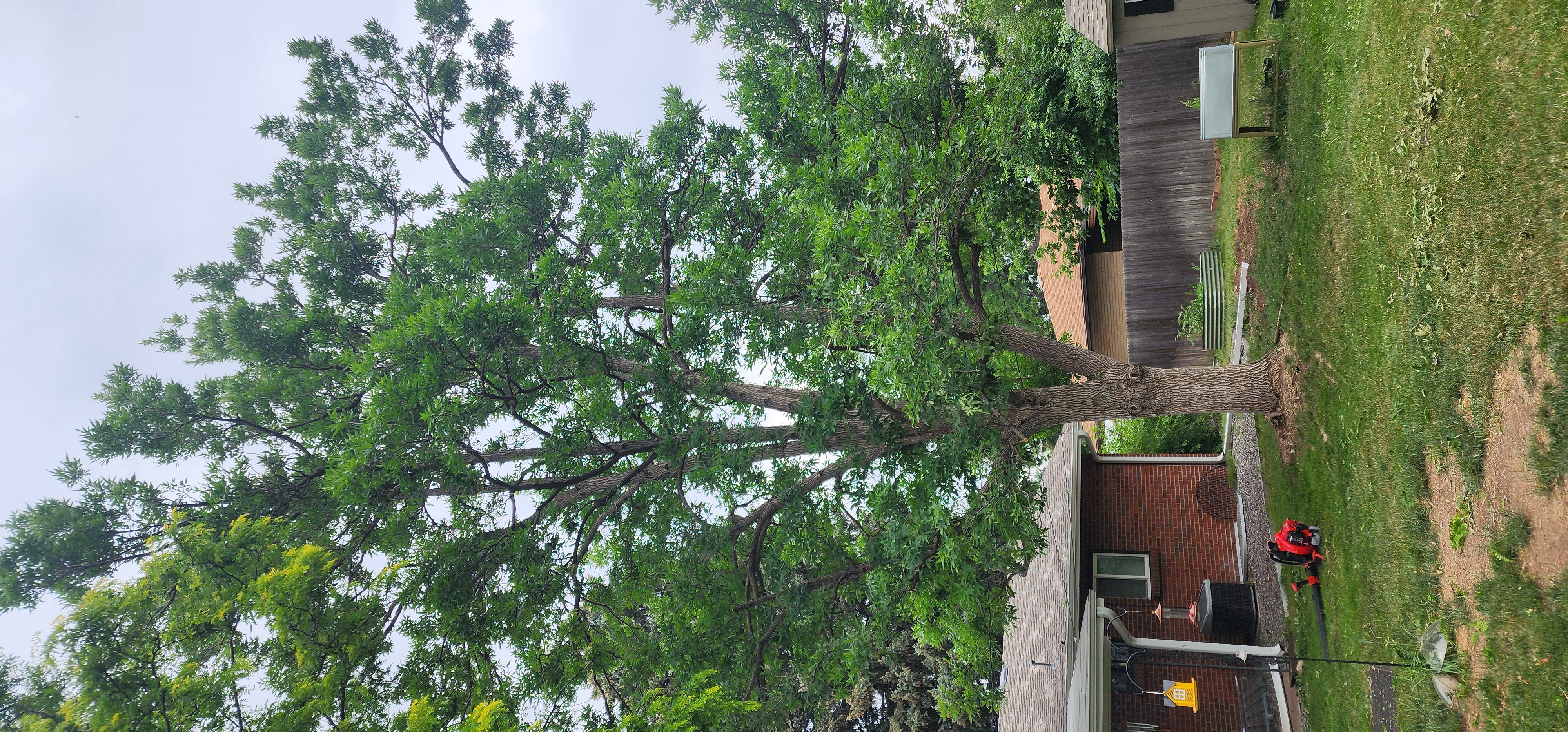 Ash after